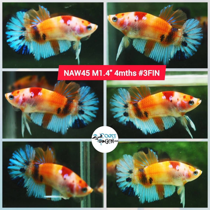 Live Betta Fish Male Plakat High Grade Koi Fancy (NAW-045) What you see is what you get!