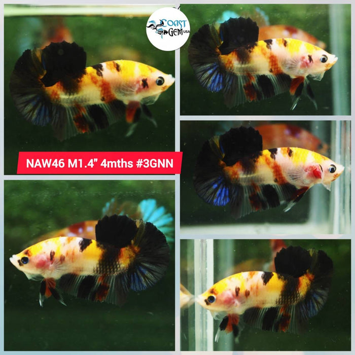 Live Betta Fish Male Plakat High Grade Yellow Koi (NAW-046) What you see is what you get!