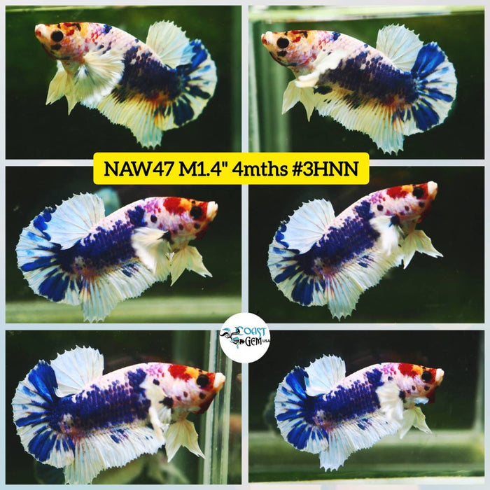 Live Betta Fish Male Plakat High Grade Big Dumbo Koi Fancy (NAW-047) What you see is what you get!
