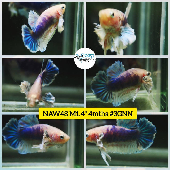 Live Betta Fish Male Plakat High Grade Big Dumbo Koi Fancy (NAW-048) What you see is what you get!