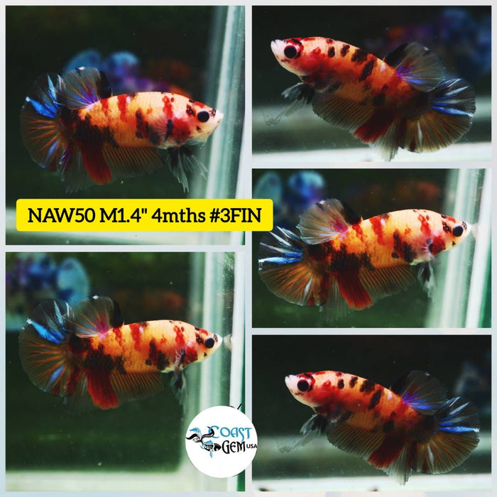 Live Betta Fish Male Plakat High Grade Koi Fancy (NAW-050) What you see is what you get!