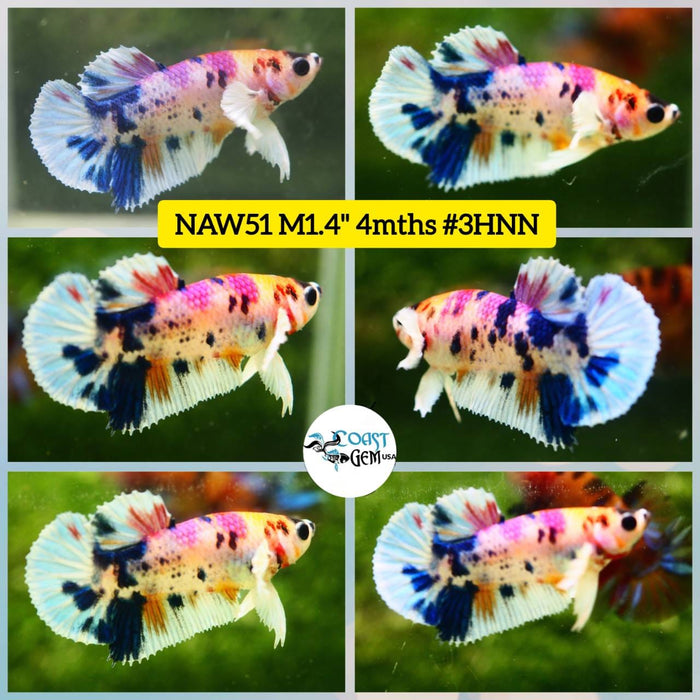 Live Betta Fish Male Plakat High Grade Big Dumbo Koi Fancy (NAW-051) What you see is what you get!