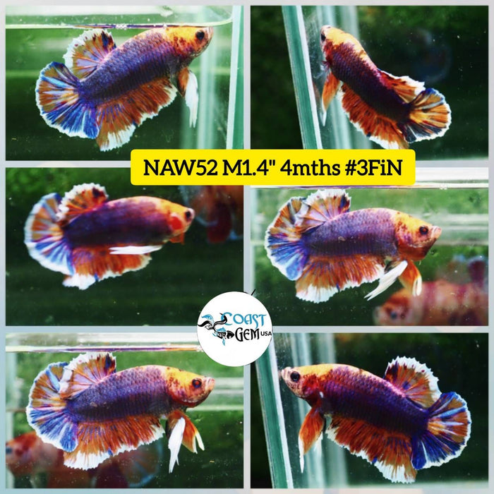 Live Betta Fish Male Plakat High Grade Galaxy Nemo (NAW-052) What you see is what you get!