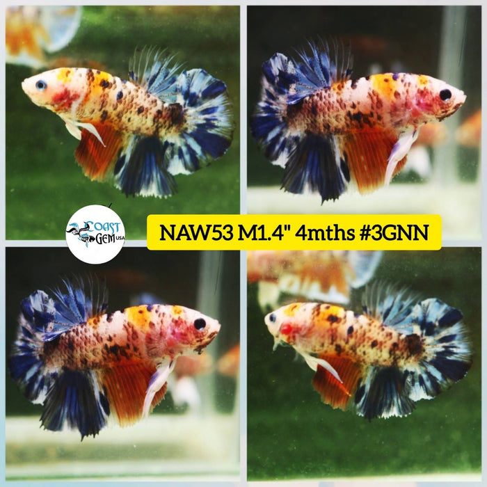 Live Betta Fish Male Plakat High Grade Big Dumbo Koi Fancy (NAW-053) What you see is what you get!