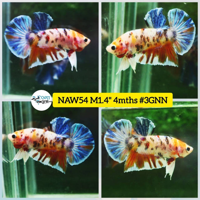 Live Betta Fish Male Plakat High Grade Big Dumbo Koi Fancy (NAW-054) What you see is what you get!