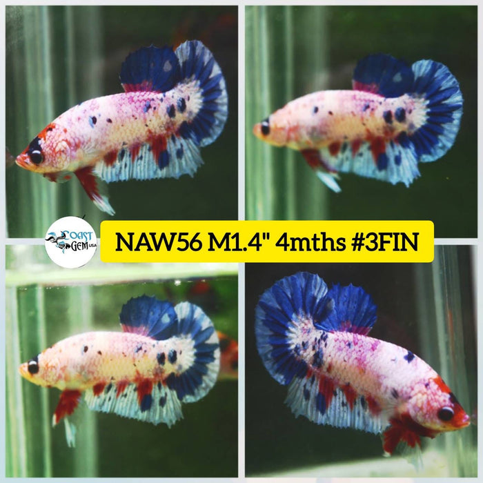 Live Betta Fish Male Plakat High Grade Big Dumbo Koi Fancy (NAW-056) What you see is what you get!