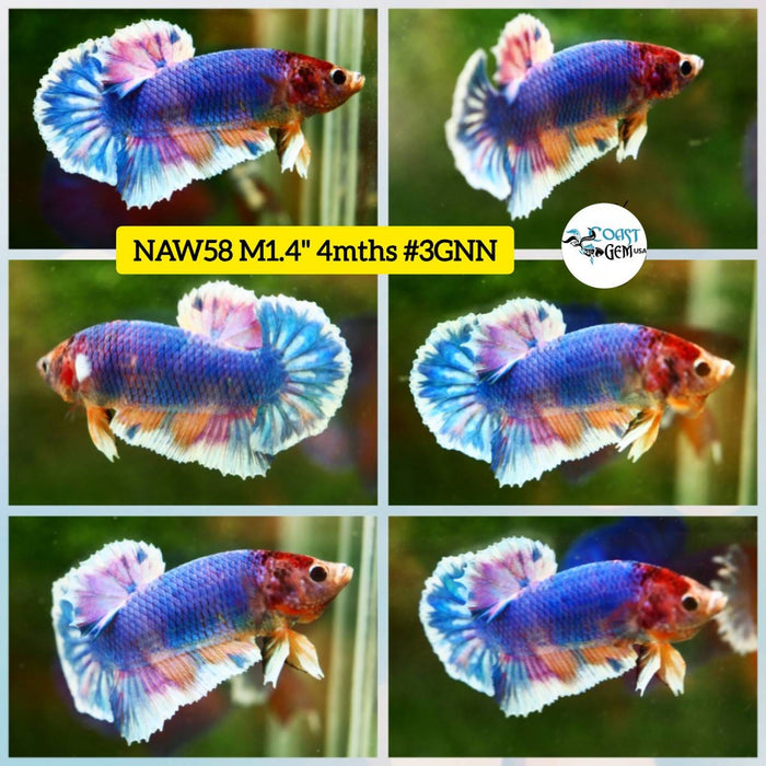 Live Betta Fish Male Plakat High Grade Big Dumbo Koi Fancy (NAW-058) What you see is what you get!