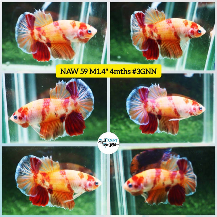 Live Betta Fish Male Plakat High Grade Big Dumbo Koi (NAW-059) What you see is what you get!