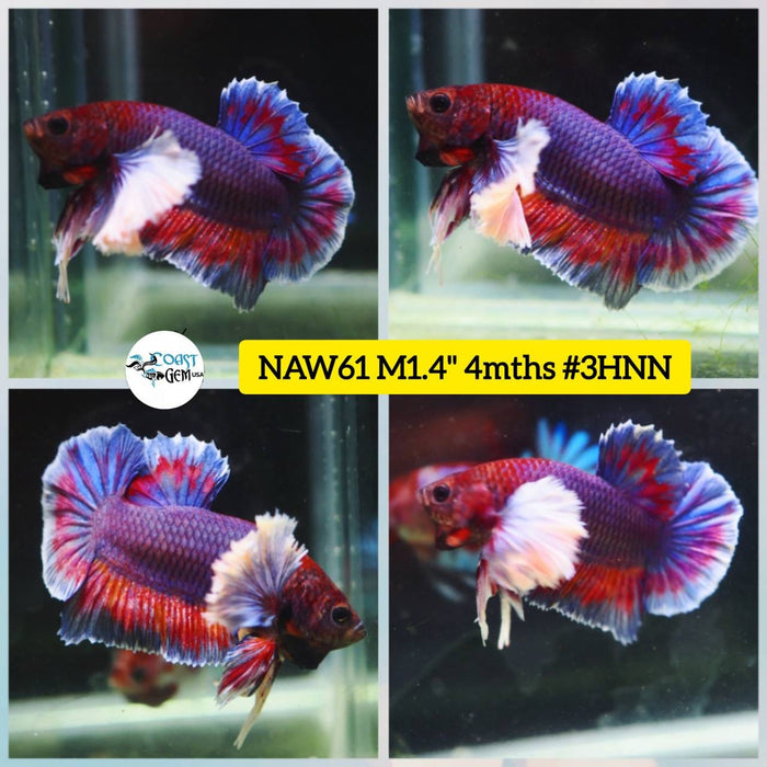 Live Betta Fish Male Plakat High Grade Big Dumbo Violet (NAW-061) What you see is what you get!