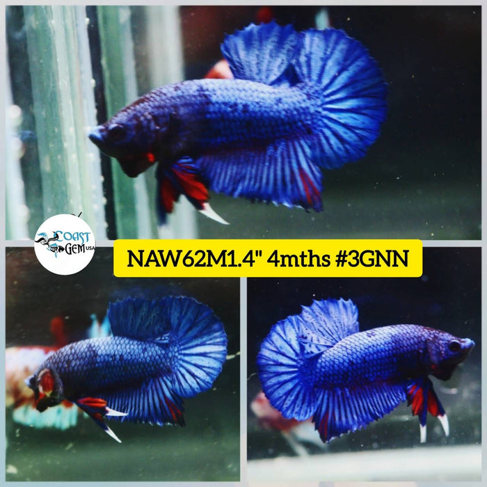 Live Betta Fish Male Plakat High Grade Super Blue (NAW-062) What you see is what you get!