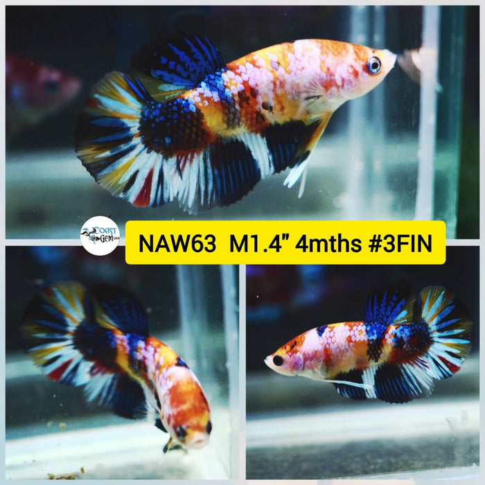 Live Betta Fish Male Plakat High Grade Yellow Koi Fancy (NAW-063) What you see is what you get!