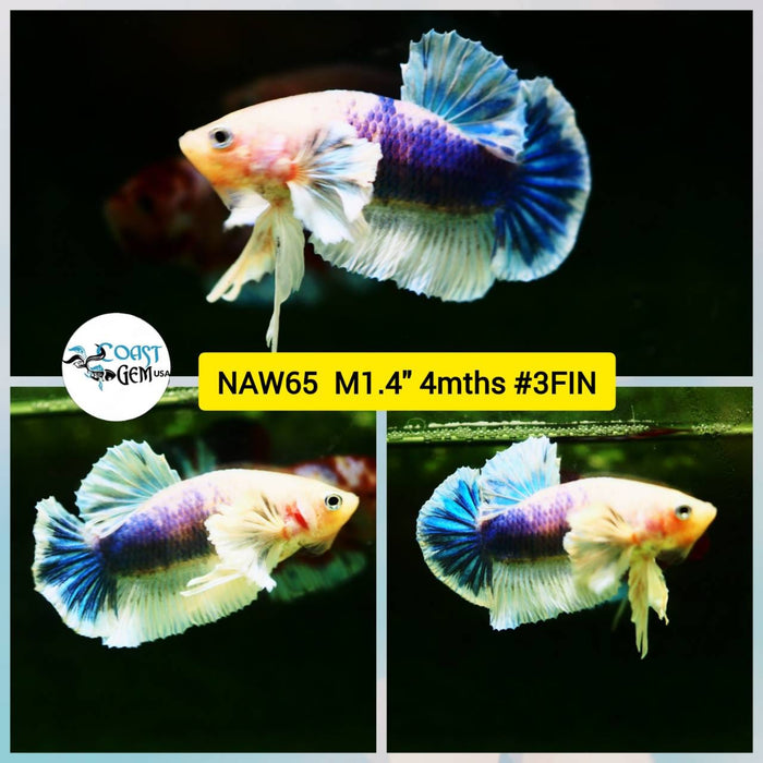 Live Betta Fish Male Plakat High Grade Big Dumbo (NAW-065) What you see is what you get!