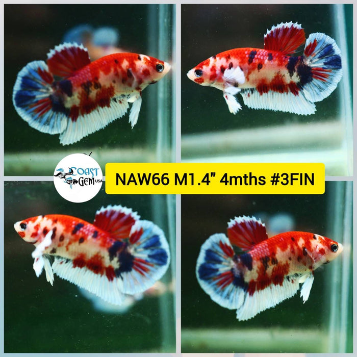 Live Betta Fish Male Plakat High Grade Big Dumbo Koi Fancy (NAW-066) What you see is what you get!