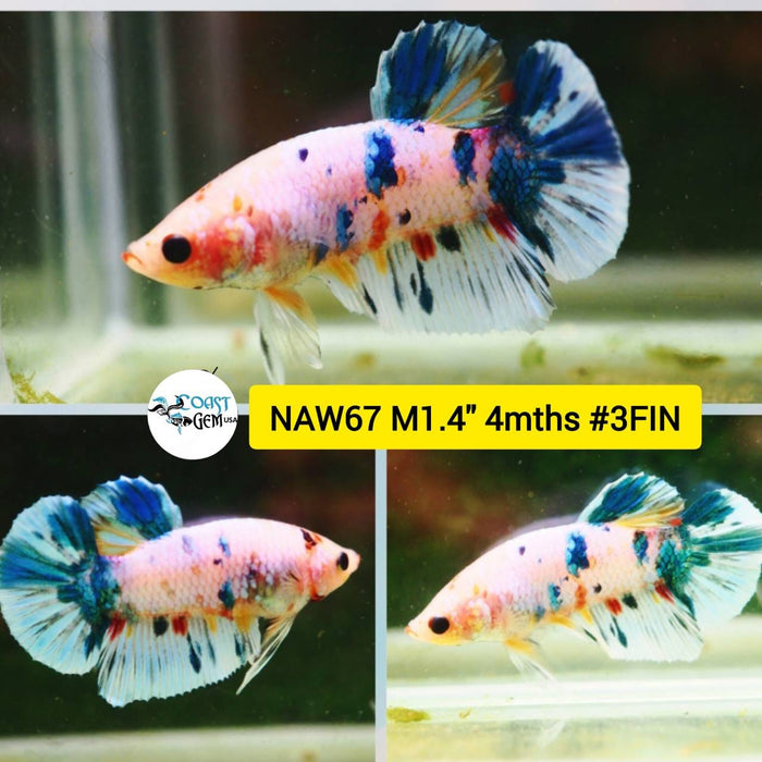 Live Betta Fish Male Plakat High Grade Fancy Marble (NAW-067) What you see is what you get!