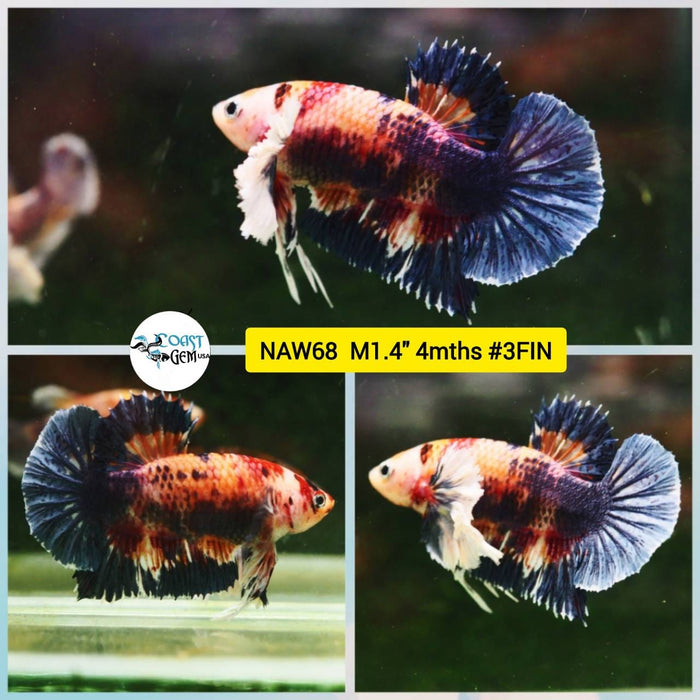 Live Betta Fish Male Plakat High Grade Big Dumbo (NAW-068) What you see is what you get!
