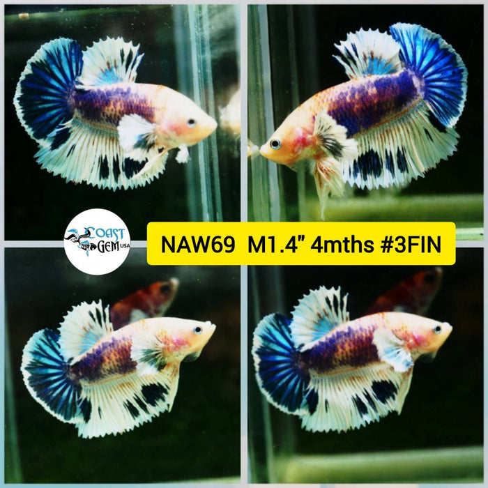 Live Betta Fish Male Plakat High Grade Big Dumbo Koi Fancy (NAW-069) What you see is what you get!