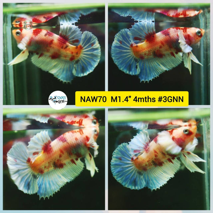 Live Betta Fish Male Plakat High Grade Big Dumbo Koi Fancy (NAW-070) What you see is what you get!