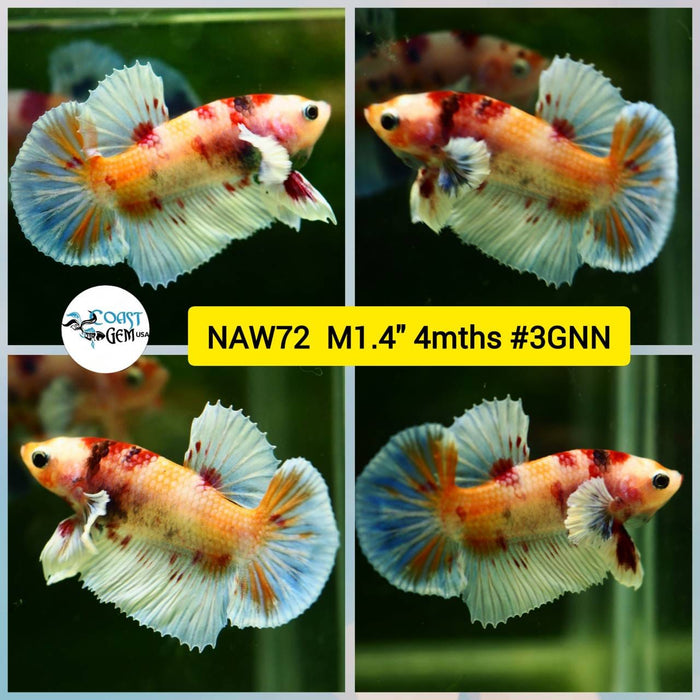 Live Betta Fish Male Plakat High Grade Big Dumbo Koi Fancy (NAW-072) What you see is what you get!