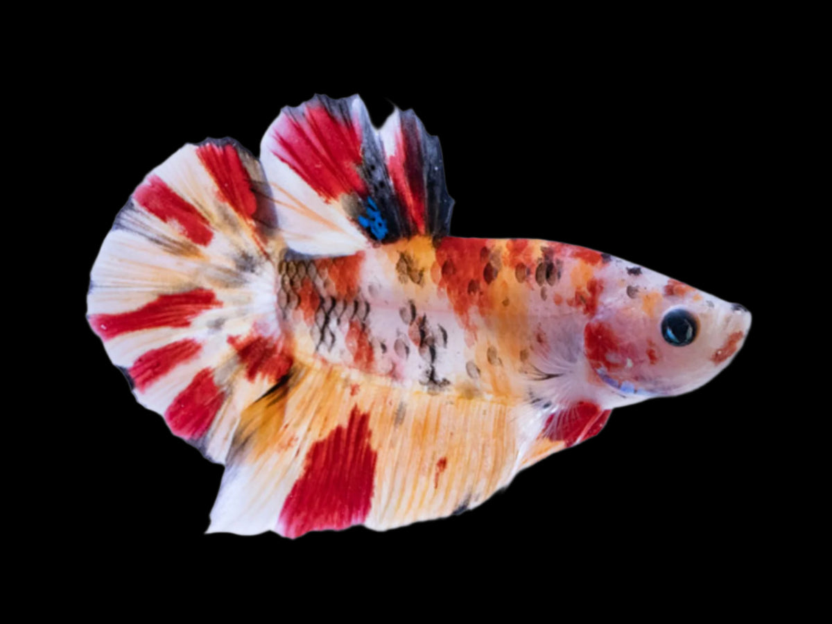 Live Female Betta Fish Nemo Koi Galaxy Plakat For Sale Online — Coast 