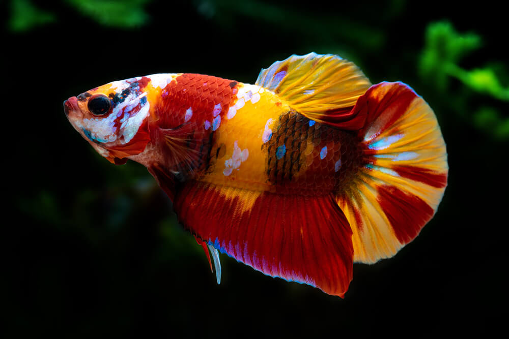 Live Freshwater Betta Males Premium Plakat Male Betta Plakat Nemo Koi (CBM-1072)Our Choice BUY 4 GET 1 FREE! MIX & MATCH