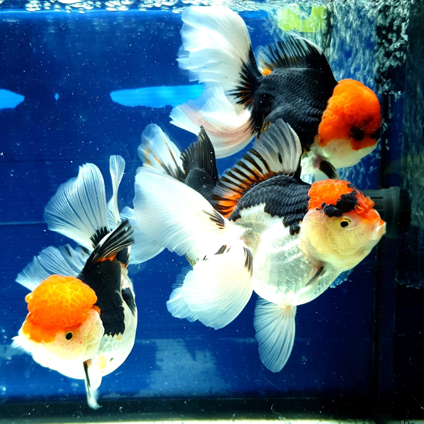 LIVE AQUARIUM GOLDFISH ORANDA SMALL BREED OUR CHOICE