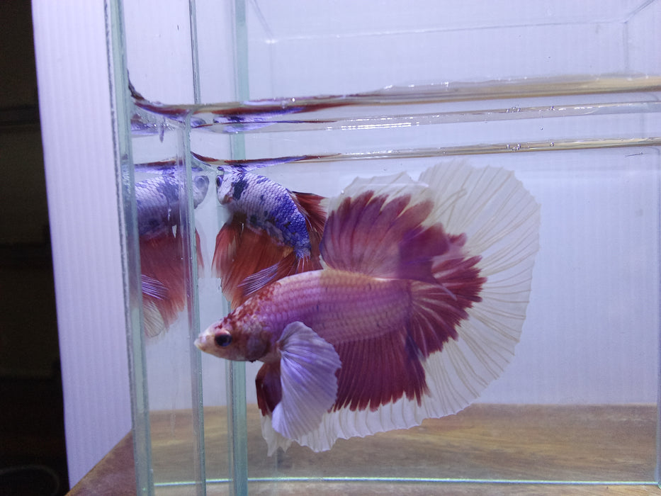 Pink Lavender dumbo ear halfmoon male betta