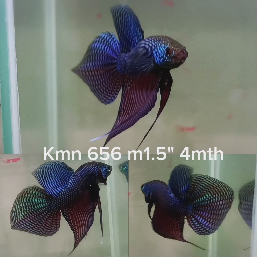(KMN-656) Male Competition Grade Blue Smaragdina Betta
