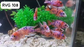 (NSG-108) Pink Tone OB Peacock (Aulonocara sp.) over 4.00 inch Male