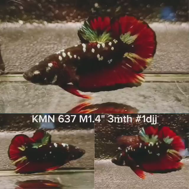 (KMN-637) RED BLACK GALAXY PLAKAT MALE BETTA