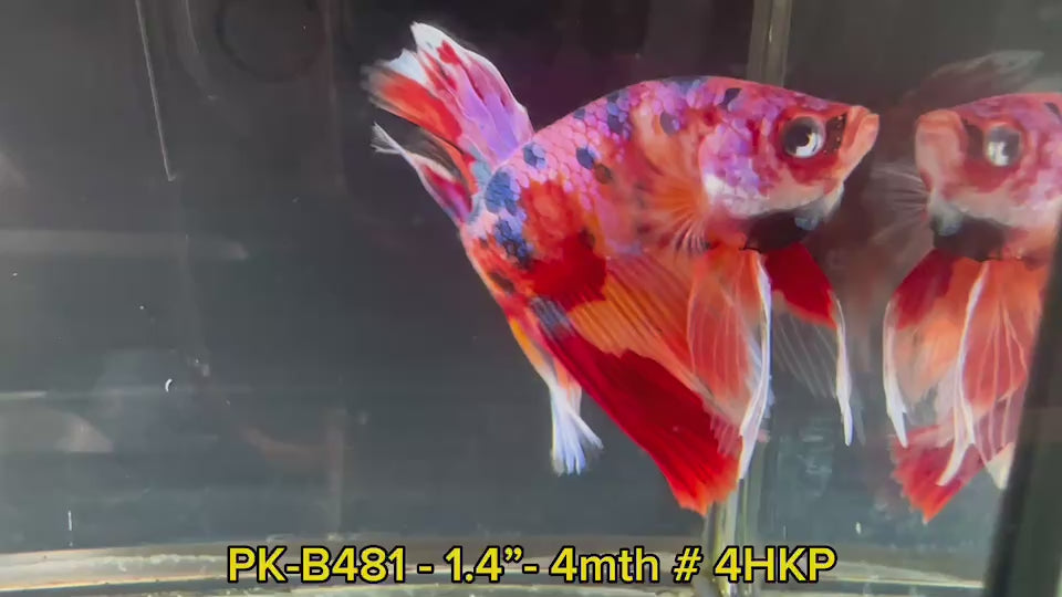 X(PK-B481)Pink Fancy Candy Fire Nemo Halfmoon Male Betta