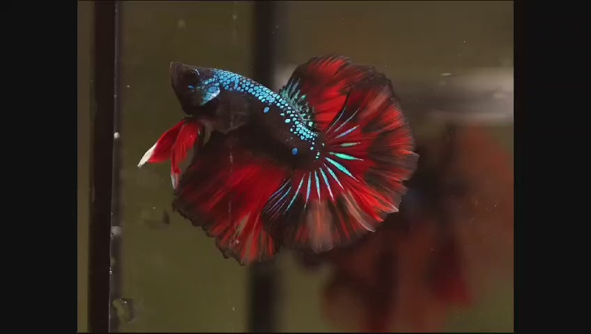 (CBM-110)Show Grade Black Blue Peacock Samurai Red Devil Over Halfmoon Rosetail Male Betta