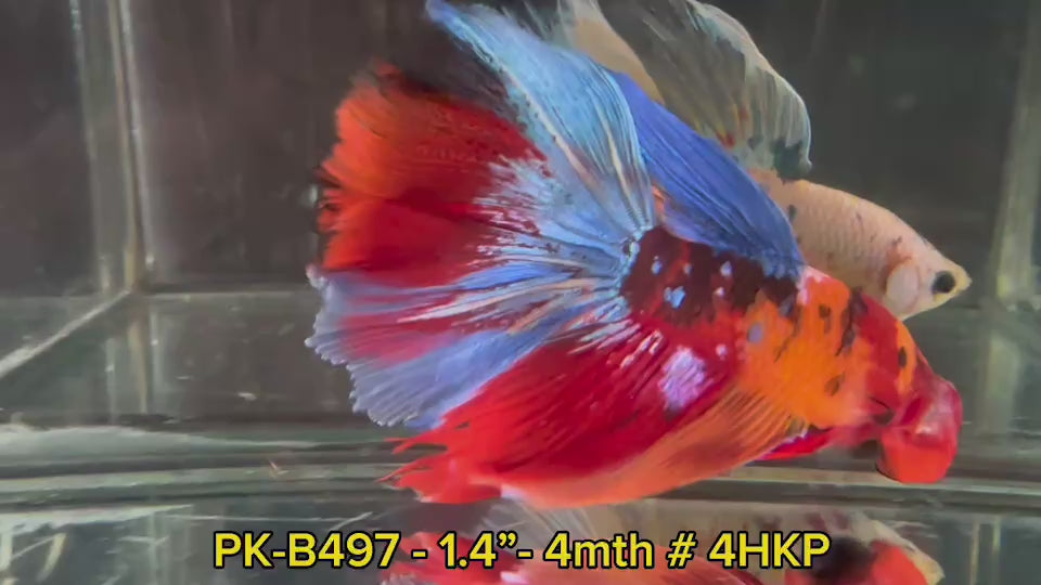 (PK-B497)Nemo Fancy Halfmoon Male Betta