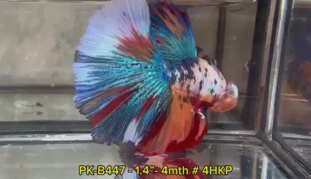 (PK-B447)AAA Fancy Candy Nemo Over Halfmoon  Male Betta