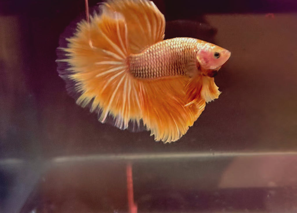 Super Yellow Gold Halfmoon Rosetail Male Betta