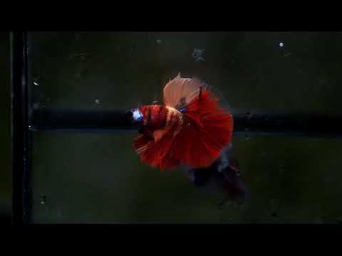 Nemo Galaxy Over Halfmoon Rosetail Male Betta 