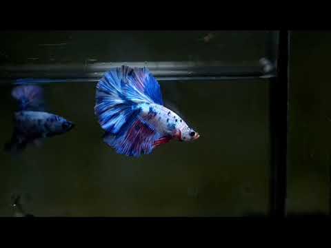 Bi-color Marble Over Halfmoon Rosetail Halfmoon male betta
candy blue and red