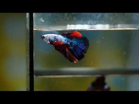 Marble dot Male Betta Over Halfmoon