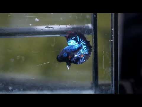 Super Black Halfmoon Black Light Orchid Male betta