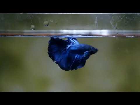 Royal blue over halfmoon male betta 