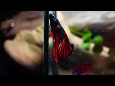 red devil over halfmoon male betta