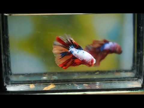 Candy Marble dot OverHalfmoon Male Betta