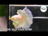 Super Yellow Gold Halfmoon Rosetail Male Betta