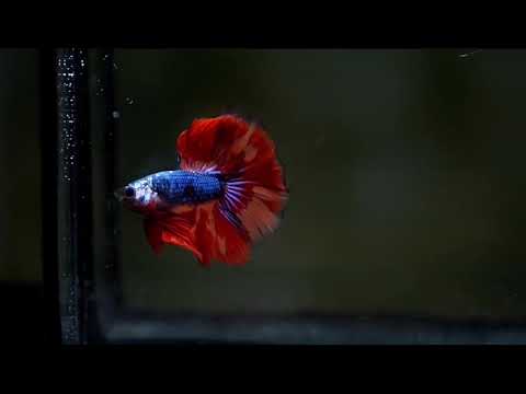 Red Peacock Metallic blue scales Halfmoon Male betta