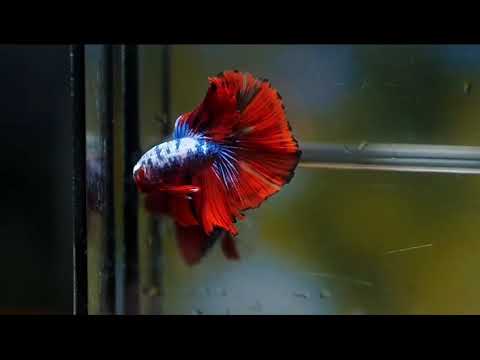 Candy Marble dot Over Halfmoon Male Betta