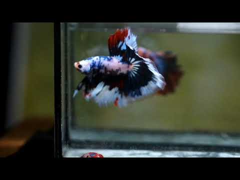 tri color Marble Multi color rosetail halfmoon male betta