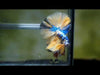 Male Betta Yellow koi/Yellow marble halfmoon skyhawk