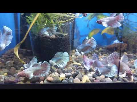 Female Betta Fish Mixed Dumbo Halfmoon Sorority