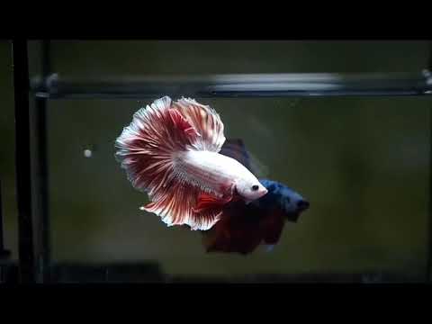 Copper Scales Light Tone Over halfmoon star tails male betta