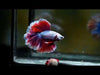 Salamander over halfmoon male betta