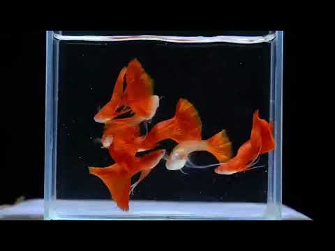 Cgp-01)T047F Albino High Dorsal Full Red Guppy (T118M, T119F) | Guppy |  Coast Gem Usa